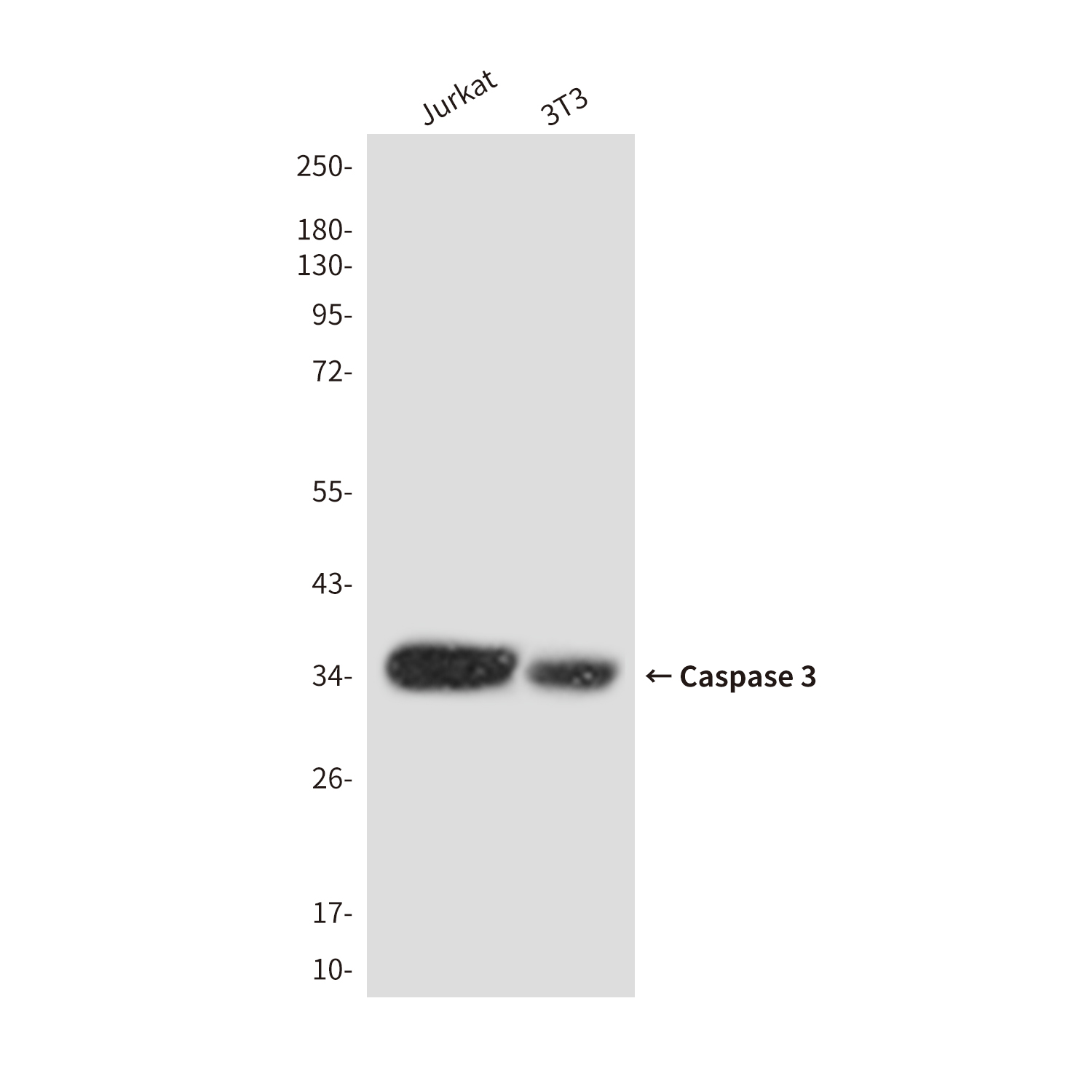 Rabbit anti Cleaved Caspase 3 p17 Polyclonal Antibody 爱必信 absin 官网