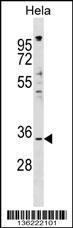 Rabbit Anti Impact Polyclonal Antibody N Term Absin Univ