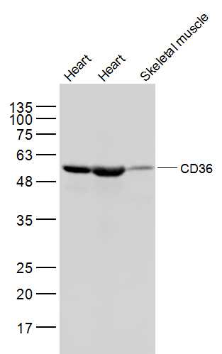 Rabbit Anti Cd Polyclonal Antibody Absin