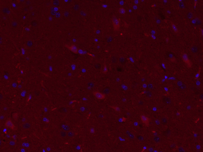 Rabbit Anti Aif Polyclonal Antibody Absin