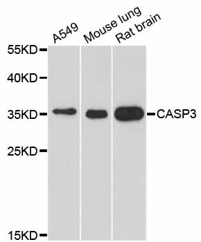 Rabbit Anti Casp Polyclonal Antibody Absin Univ