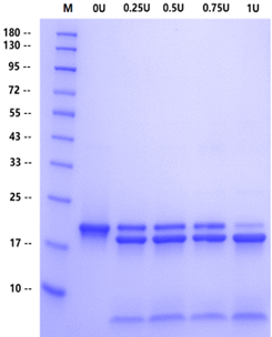 Recombinant Yeast SUMO Protease