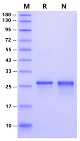 Recombinant Yeast SUMO Protease
