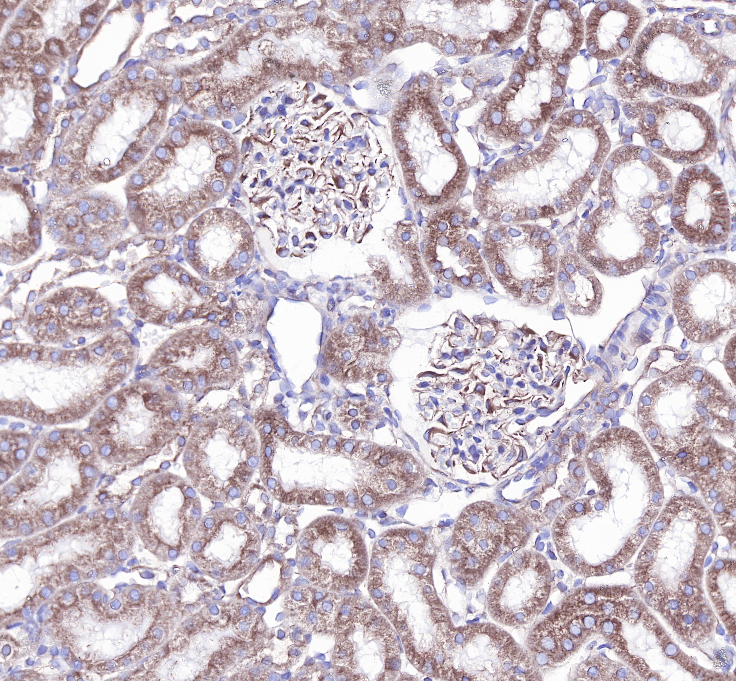 Rabbit anti-β-Tubulin Monoclonal Antibody