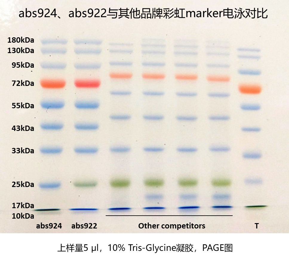 预染蛋白Marker（10-180kDa）