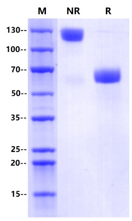 Recombinant Human PD-1 Fc Chimera Protein(C-Fc)