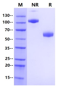 Recombinant Human CD47 Fc Chimera Protein(C-Fc)