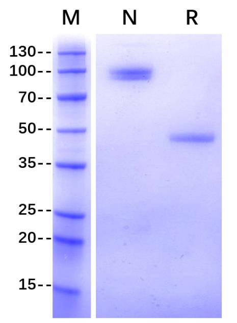 Recombinant Human TIGIT Fc Chimera Protein(C-Fc)