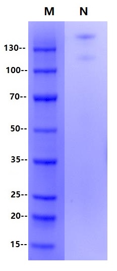 Recombinant Biotinylated Human SIRP-α Protein(C-Fc)