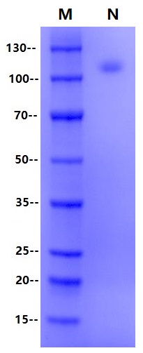 Recombinant Biotinylated Human CD47 Protein(C-Fc)