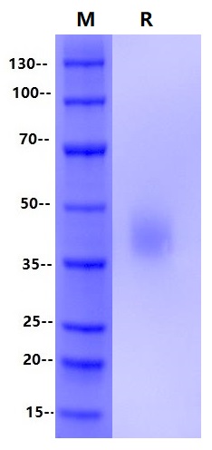 Recombinant Human B7-H3 Protein(C-10His)