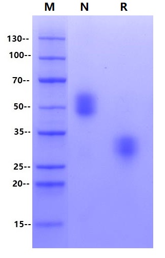 Recombinant Human CD47 Protein(C-6His)