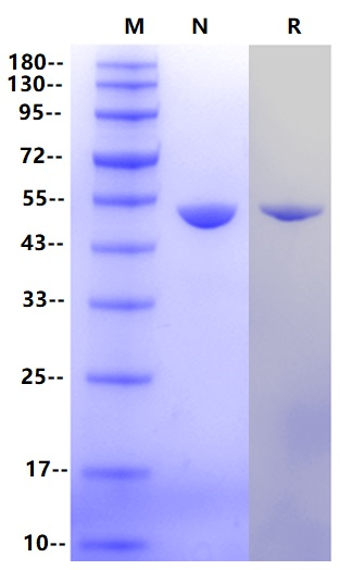Recombinant Human NSE Protein(N-6His)