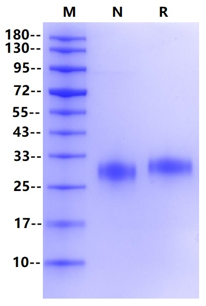 Recombinant Human Fc γ RIIB Protein(C-10His)