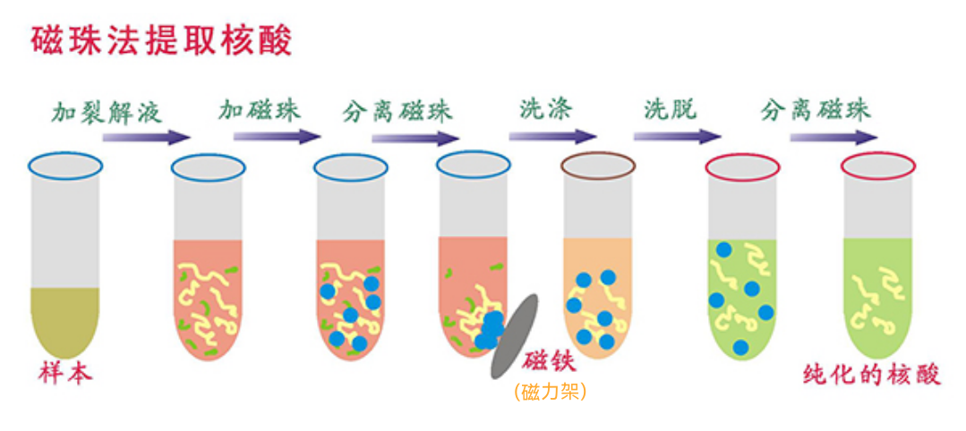 磁珠法纯化dna流程简图
