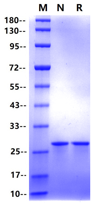 Recombinant Human APOA1 Protein(His Tag)