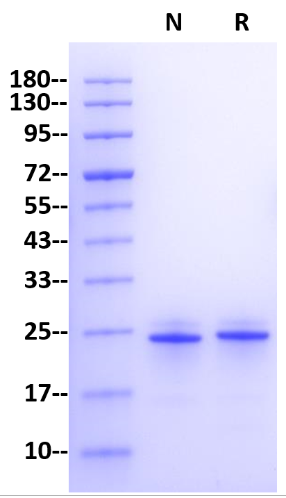 Recombinant Human FGF-21 Protein(N-5His)