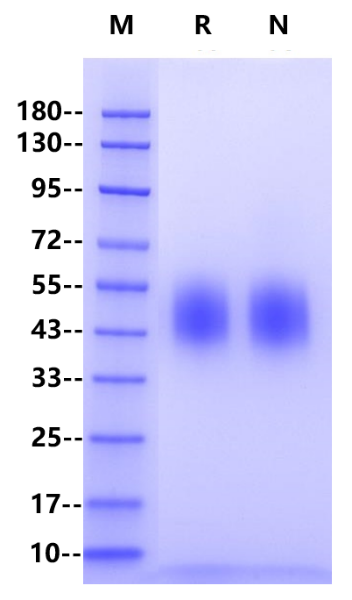 Recombinant Human Fc epsilon RI α Protein(C-10His)