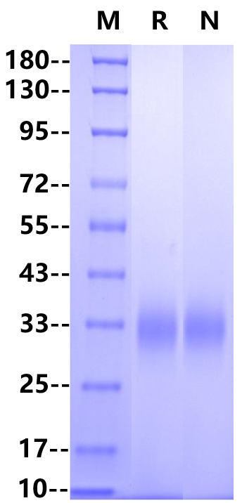 Recombinant Cynomolgus Fc γ RIIB Protein(C-8His)