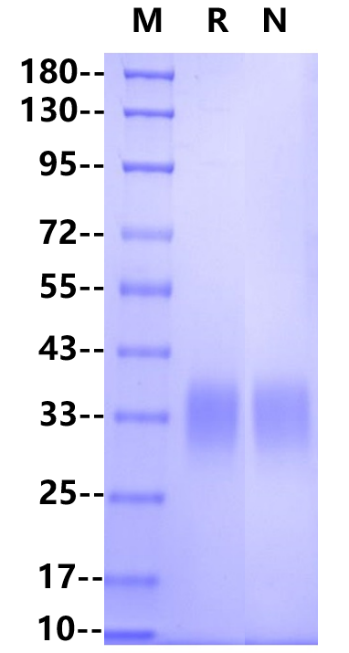 Recombinant Cynomolgus Fc γ RIIA Protein(C-8His)