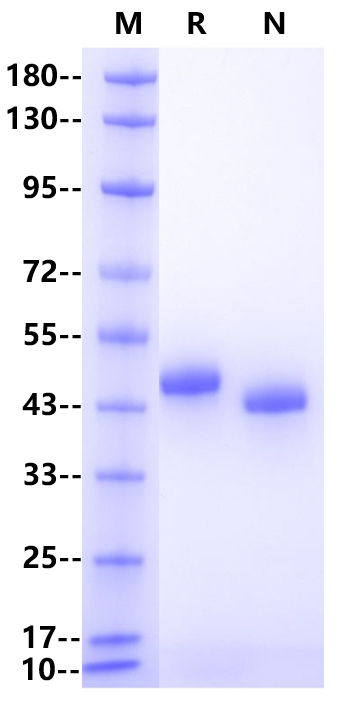 Recombinant Human Nectin-4 Protein(C-8His)