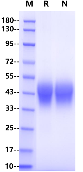 Recombinant Rat Fc γ RIIA Protein(C-8His)