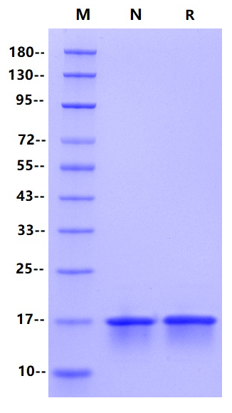 Recombinant SARS-CoV-2 Nucleocapsid CTD Protein(N-8His)