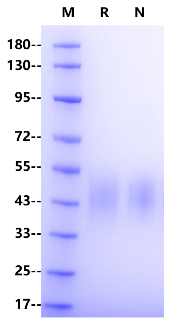 Recombinant Human Fc γ RIIIB(NA2) Protein(C-10His)