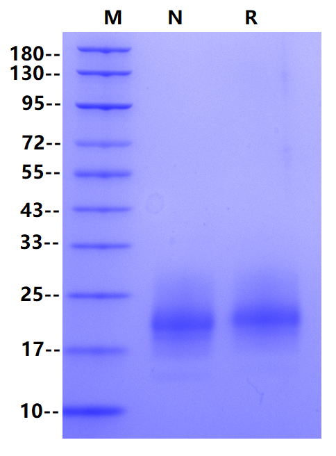 Recombinant Human GM-CSF Protein