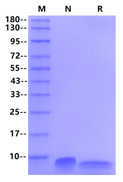 Recombinant Human NRG1 Protein