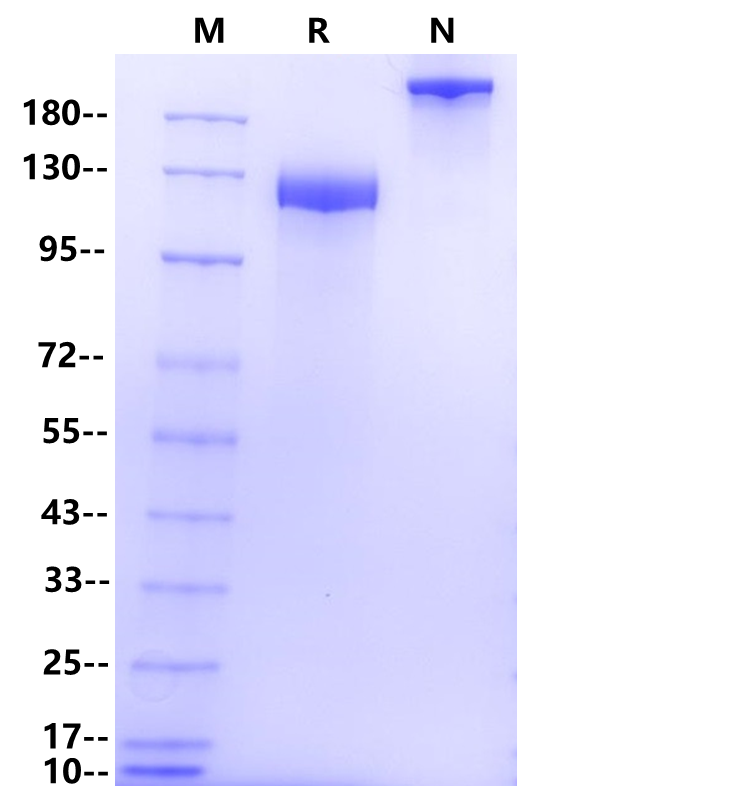 Recombinant Human Siglec2 Fc Chimera Protein(C-Fc)