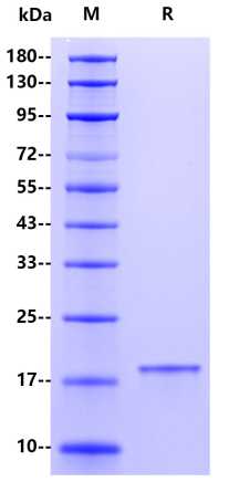 Recombinant Monkeypox virus L1R Protein(C-10His)