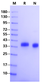 Recombinant SARS-CoV-2 Spike RBD(BA.4 /Omicron) Protein(C-8His)