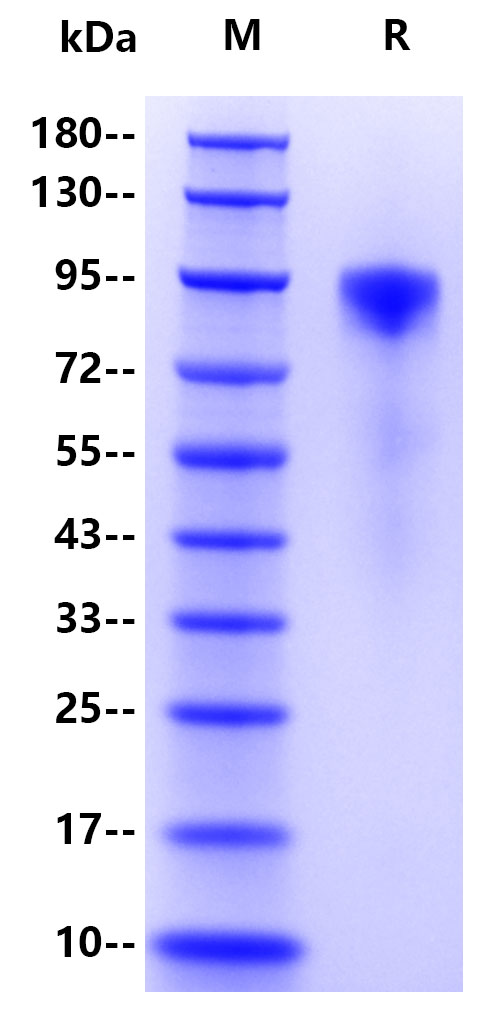 Recombinant Human Erbb2 Protein(C-10His)