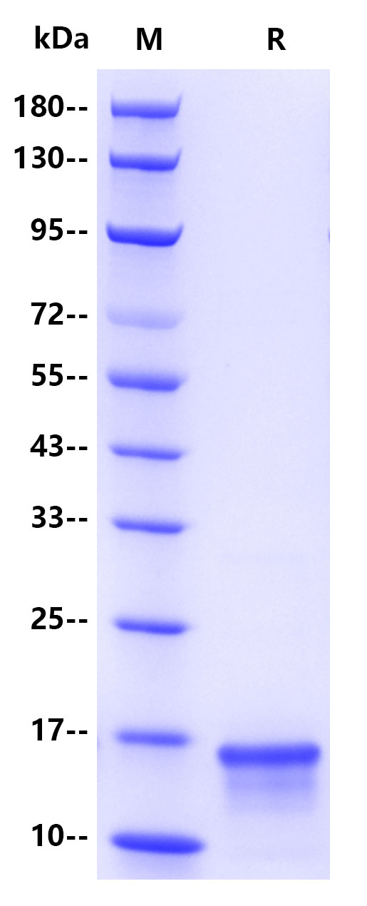 Recombinant Monkeypox virus A35R Protein(C-10His)