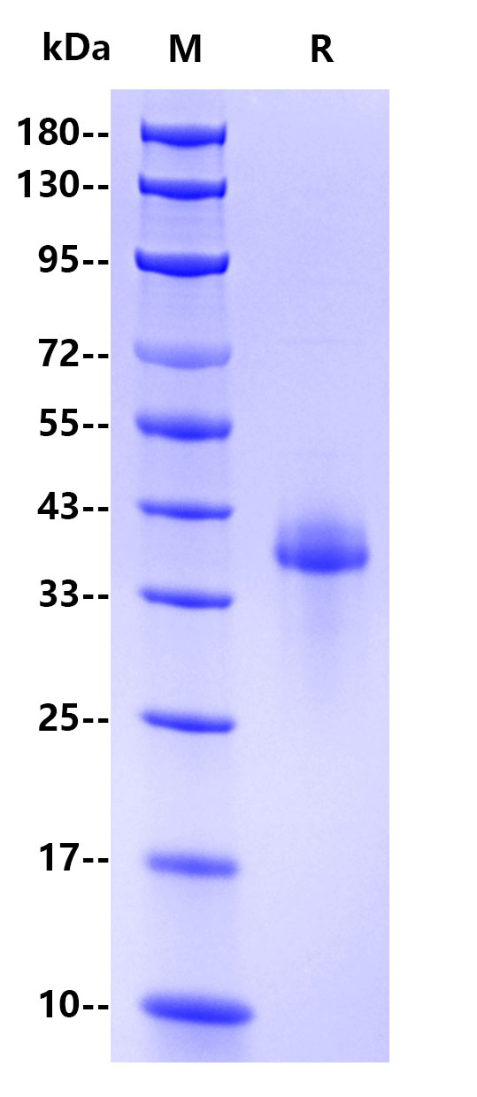 Recombinant Monkeypox virus B6R Protein(C-10His)