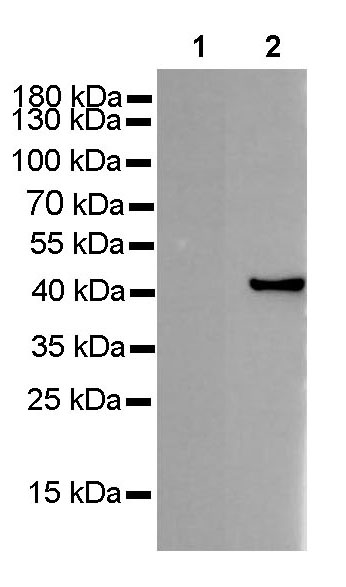 Rabbit anti-Collagen VI Recombinant Monoclonal Antibody(S-1495-18)