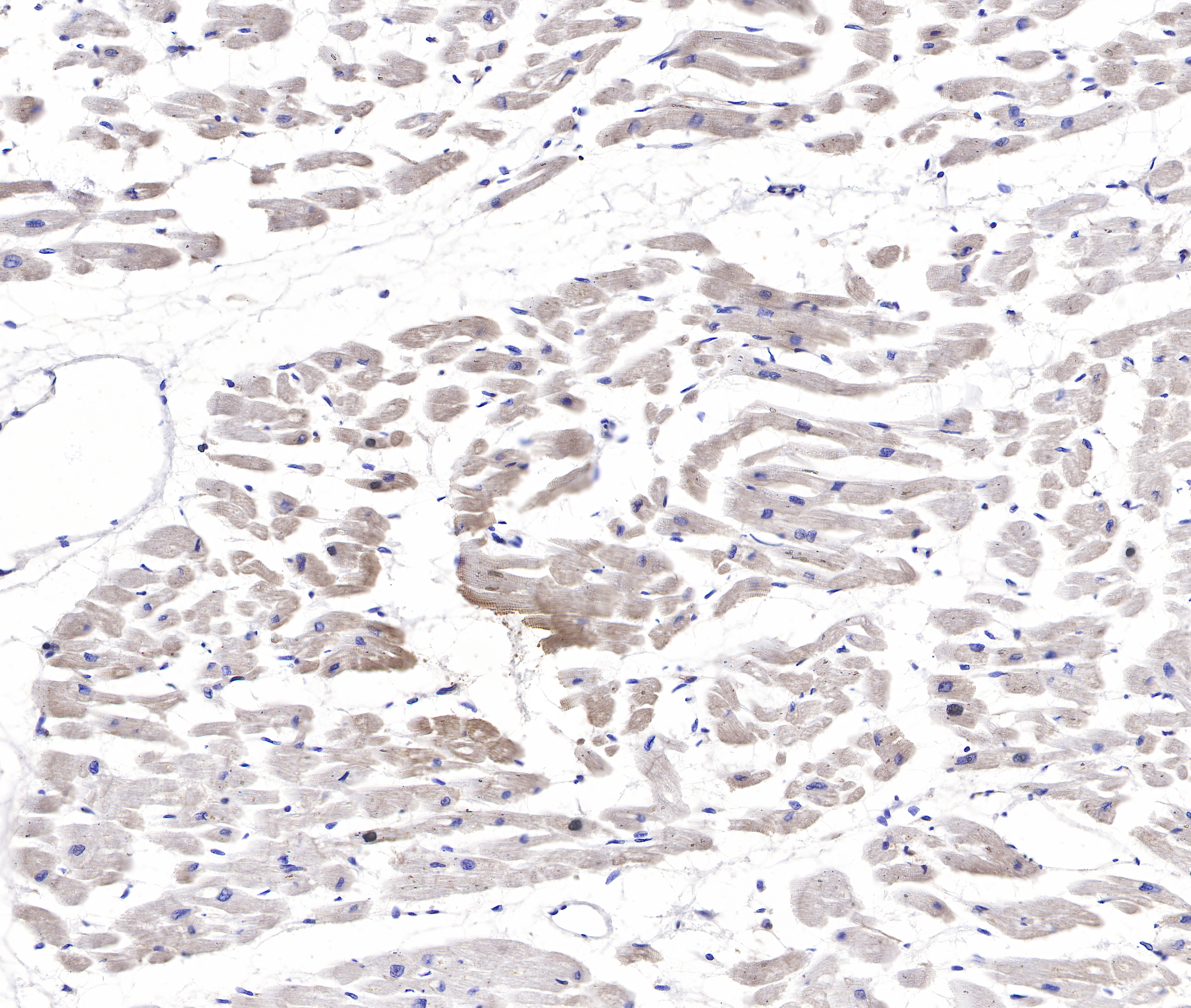 Rabbit anti-Collagen VI Recombinant Monoclonal Antibody(S-1495-18)