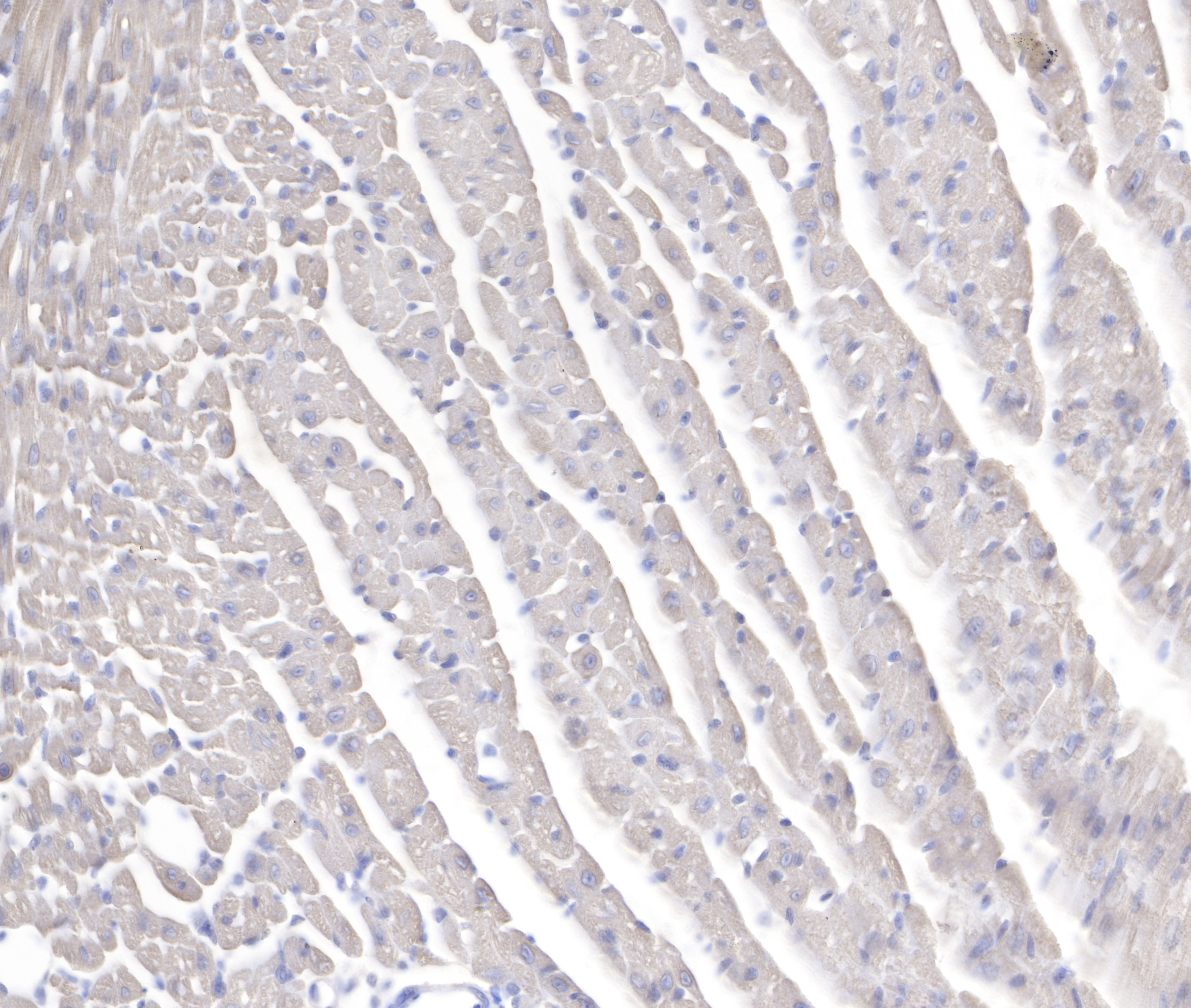 Rabbit anti-Collagen VI Recombinant Monoclonal Antibody(S-1495-18)