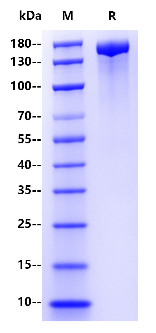 Recombinant SARS-CoV-2(BA.4&BA.5/Omicron) S Protein(C-10His)
