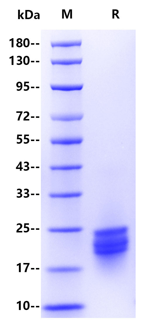 Recombinant Human IFN-α2 Protein(C-10His)