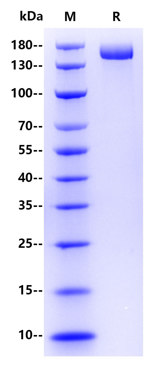 Recombinant SARS-CoV-2(BA.2.12.1/Omicron) S Protein(C-10His)