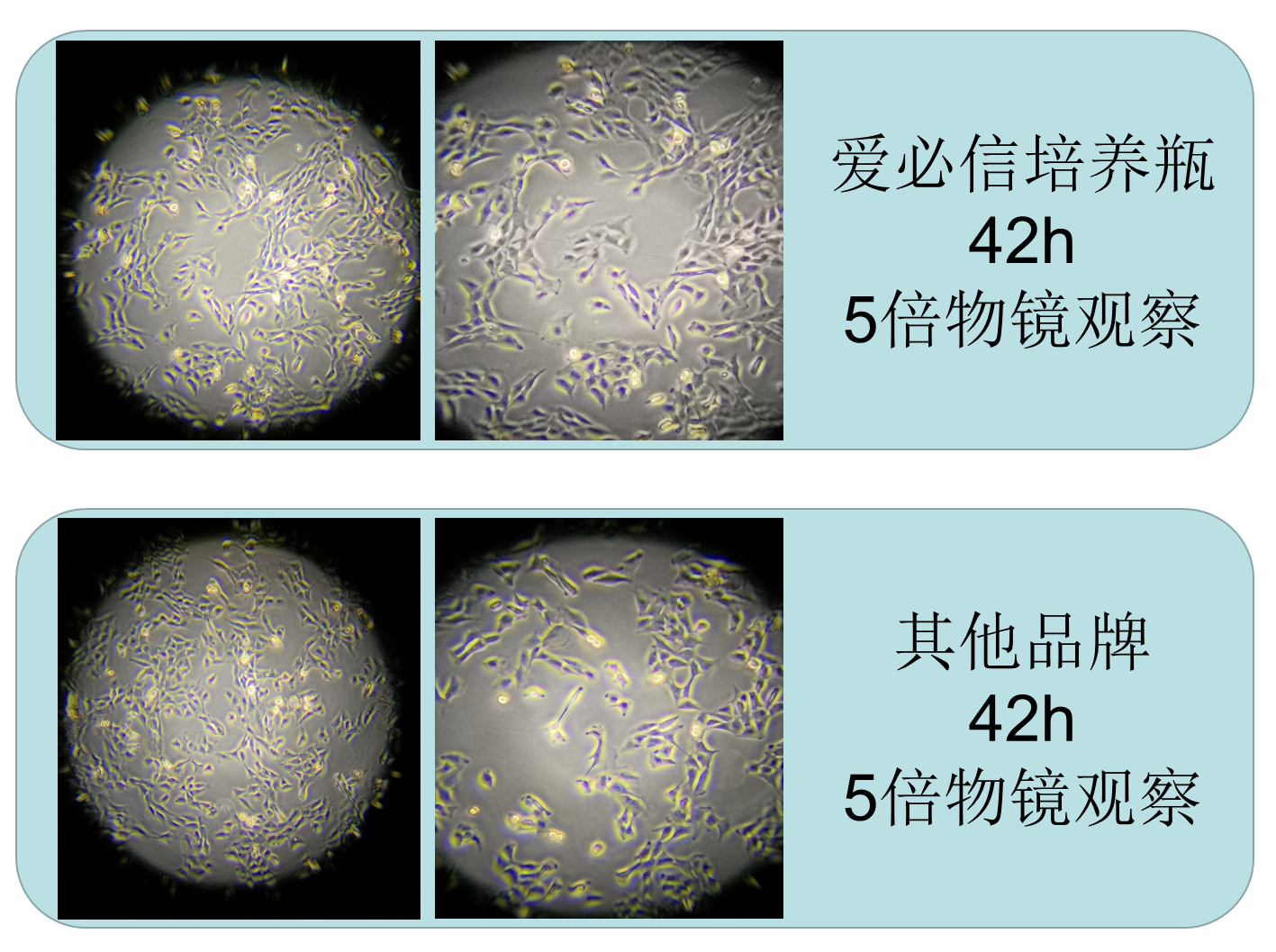 75cm²细胞培养瓶（250mL，密封盖）