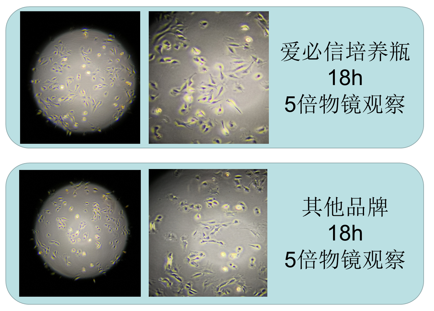 75cm²细胞培养瓶（250mL，密封盖）