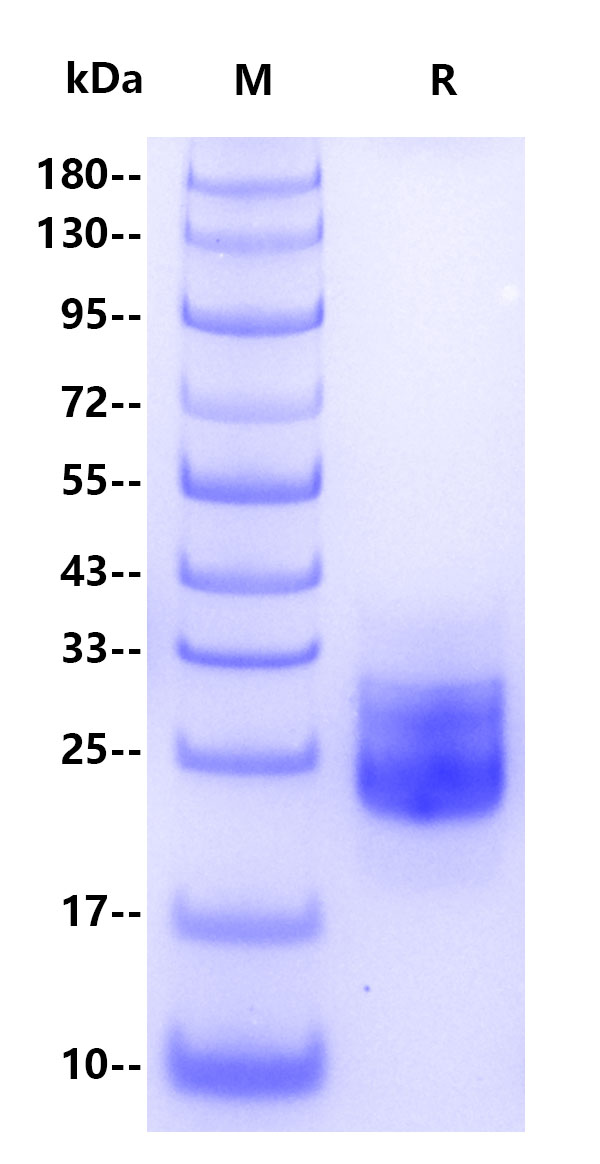 Recombinant Monkeypox virus M1R Protein(C-10His)