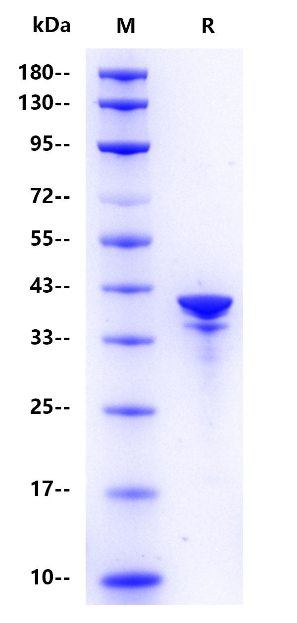 Recombinant Human AnnexinA1 Protein(C-10His)