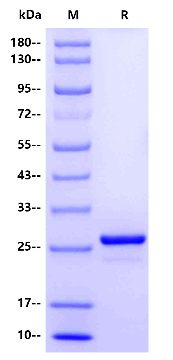 Recombinant Human Dystrophin Protein(C-10His)
