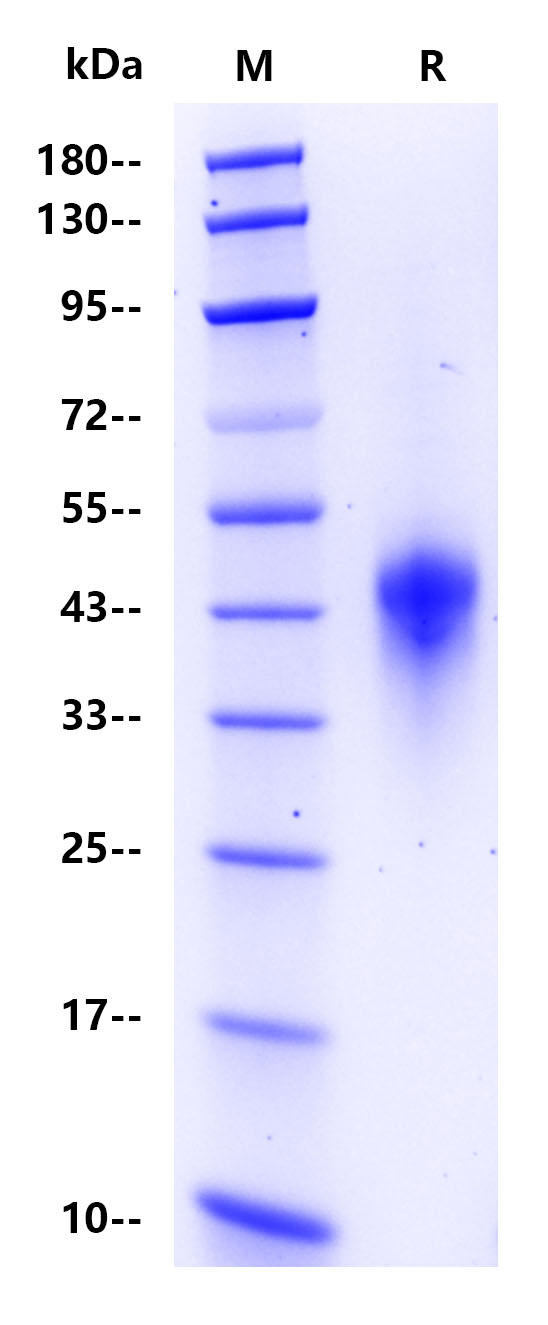 Recombinant Human DKK-1 Protein(C-10His)