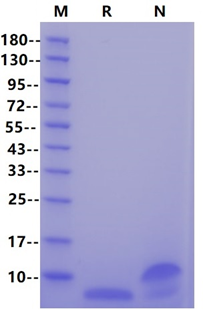 Recombinant Human EGF Protein(N-Met)