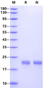 Recombinant Human IL-1β Protein